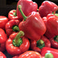 20 Organic Red MINI BELL PEPPER Sweet Mild Miniature Capsicum Annuum Vegetable Seeds