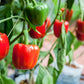 20 Organic Red MINI BELL PEPPER Sweet Mild Miniature Capsicum Annuum Vegetable Seeds