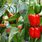 20 Organic Red MINI BELL PEPPER Sweet Mild Miniature Capsicum Annuum Vegetable Seeds