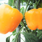 20 Organic Yellow MINI BELL PEPPER Sweet Mild Miniature Capsicum Annuum Vegetable Seeds