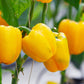 20 Organic Yellow MINI BELL PEPPER Sweet Mild Miniature Capsicum Annuum Vegetable Seeds