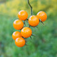 100 ORANGE CHERRY TOMATO Heirloom Solanum Lycopersicum Indeterminate Fruit Vegetable Seeds