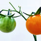 100 ORANGE CHERRY TOMATO Heirloom Solanum Lycopersicum Indeterminate Fruit Vegetable Seeds