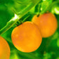 100 ORANGE CHERRY TOMATO Heirloom Solanum Lycopersicum Indeterminate Fruit Vegetable Seeds