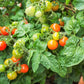 80 Sub ARCTIC PLENTY TOMATO Solanum Lycopersicum Red Determinate Heirloom Fruit Vegetable Seeds