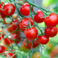 80 Sub ARCTIC PLENTY TOMATO Solanum Lycopersicum Red Determinate Heirloom Fruit Vegetable Seeds