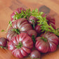 40 PURPLE CALABASH TOMATO Solanum Lycopersicum Indeterminate Heirloom Beefsteak Fruit Vegetable Seeds
