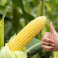 50 HONEY SELECT CORN Sweet Yellow S.E. Sh2 Zea Mays Vegetable Seeds