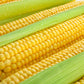 50 HONEY SELECT CORN Sweet Yellow S.E. Sh2 Zea Mays Vegetable Seeds
