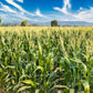 50 SUGAR BUNS CORN Sweet S.E. Yellow Zea Mays Vegetable Seeds