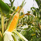 50 SUGAR BUNS CORN Sweet S.E. Yellow Zea Mays Vegetable Seeds