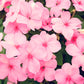 50 DWARF PINK IMPATIENS Walleriana Part Sun or Full Shade Flower Seeds
