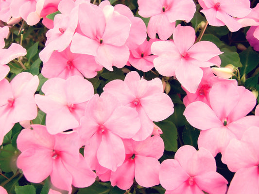 50 DWARF PINK IMPATIENS Walleriana Part Sun or Full Shade Flower Seeds