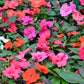 50 MIXED COLORS Dwarf IMPATIENS Walleriana Part Sun or Full Shade Red, White, Pink, Carmine, Scarlet, & Orange Flower Seeds