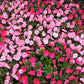 50 MIXED COLORS Dwarf IMPATIENS Walleriana Part Sun or Full Shade Red, White, Pink, Carmine, Scarlet, & Orange Flower Seeds