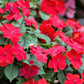 50 MIXED COLORS Dwarf IMPATIENS Walleriana Part Sun or Full Shade Red, White, Pink, Carmine, Scarlet, & Orange Flower Seeds