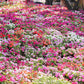 50 MIXED COLORS Dwarf IMPATIENS Walleriana Part Sun or Full Shade Red, White, Pink, Carmine, Scarlet, & Orange Flower Seeds