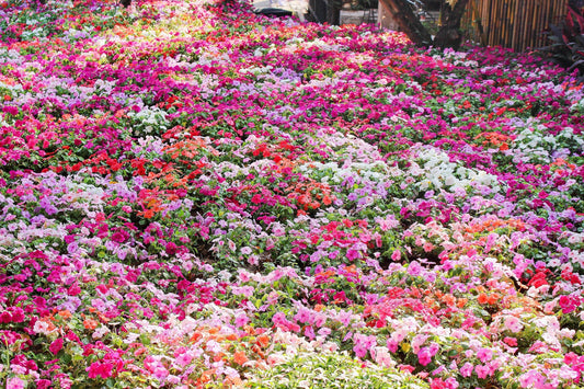 50 MIXED COLORS Dwarf IMPATIENS Walleriana Part Sun or Full Shade Red, White, Pink, Carmine, Scarlet, & Orange Flower Seeds