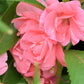 100 Mixed Dwarf TOM THUMB IMPATIENS Balsamina - Sun or Shade - Double Purple, Red, White, Pink, & Orange Flower Seeds