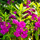100 Mixed Dwarf TOM THUMB IMPATIENS Balsamina - Sun or Shade - Double Purple, Red, White, Pink, & Orange Flower Seeds