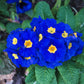 15 Accord BLUE ENGLISH PRIMROSE Primula Vulgaris Part Shade Houseplant Flower Seeds
