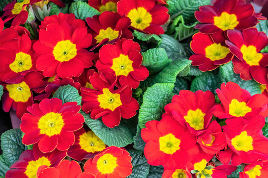 15 SCARLET ENGLISH PRIMROSE Red Primula Vulgaris Part Shade Houseplant Flower Seeds