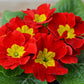 15 SCARLET ENGLISH PRIMROSE Red Primula Vulgaris Part Shade Houseplant Flower Seeds