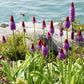 20 ORCHID PRIMROSE Primula Vialii Red Hot Poker Red Pink Purple Shade Wet Flower Seeds