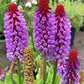 20 ORCHID PRIMROSE Primula Vialii Red Hot Poker Red Pink Purple Shade Wet Flower Seeds