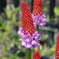 20 ORCHID PRIMROSE Primula Vialii Red Hot Poker Red Pink Purple Shade Wet Flower Seeds
