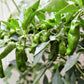 50 SHISHITO PEPPER Green to Red Mild Japanese Chili Capsicum Annuum Vegetable Seeds