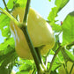 50 WHITE CLOUD BELL PEPPER Sweet Mild Capsicum Annuum Vegetable Seeds