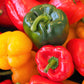 150 RAINBOW BELL PEPPER Sweet Red, Green, Yellow, Orange, Purple, Brown, & White Capsicum Annuum Vegetable Seeds