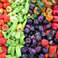 150 RAINBOW BELL PEPPER Sweet Red, Green, Yellow, Orange, Purple, Brown, & White Capsicum Annuum Vegetable Seeds
