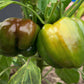 20 Organic Chocolate MINI BELL PEPPER Brown Sweet Mild Miniature Capsicum Annuum Vegetable Seeds
