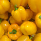 20 Organic Yellow MINI BELL PEPPER Sweet Mild Miniature Capsicum Annuum Vegetable Seeds