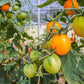 100 ORANGE CHERRY TOMATO Heirloom Solanum Lycopersicum Indeterminate Fruit Vegetable Seeds