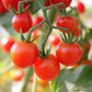 80 Sub ARCTIC PLENTY TOMATO Solanum Lycopersicum Red Determinate Heirloom Fruit Vegetable Seeds