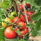80 Sub ARCTIC PLENTY TOMATO Solanum Lycopersicum Red Determinate Heirloom Fruit Vegetable Seeds