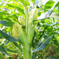 50 Yellow JUBILEE CORN Sweet Corn Zea Mays Vegetable Seeds