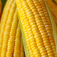 50 HONEY SELECT CORN Sweet Yellow S.E. Sh2 Zea Mays Vegetable Seeds