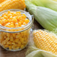 50 HONEY SELECT CORN Sweet Yellow S.E. Sh2 Zea Mays Vegetable Seeds