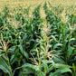 50 HONEY SELECT CORN Sweet Yellow S.E. Sh2 Zea Mays Vegetable Seeds