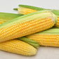 50 SUGAR BUNS CORN Sweet S.E. Yellow Zea Mays Vegetable Seeds
