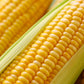 75 SOUTH AMERICAN Yellow POPCORN Corn Zea Mays Heirloom Vegetable Seeds