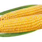 75 SOUTH AMERICAN Yellow POPCORN Corn Zea Mays Heirloom Vegetable Seeds
