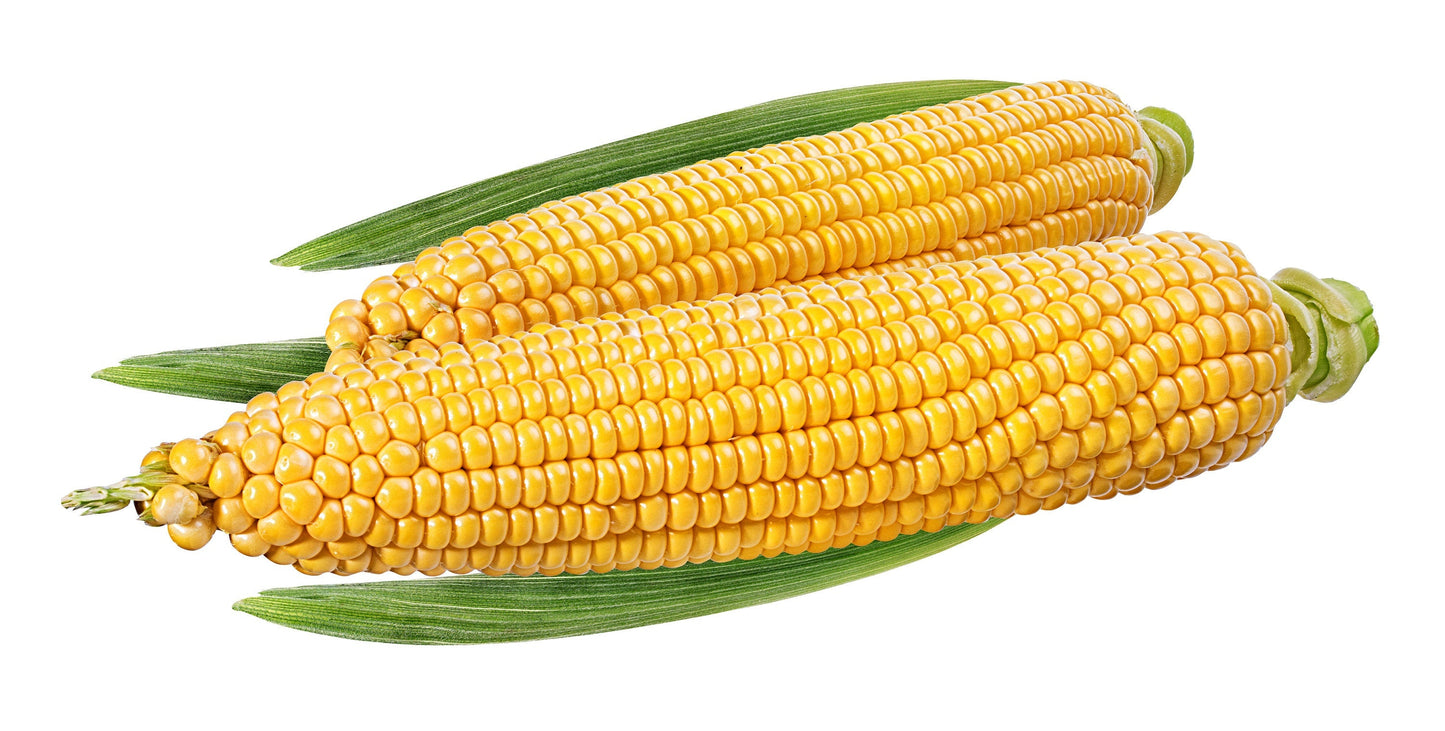 75 SOUTH AMERICAN Yellow POPCORN Corn Zea Mays Heirloom Vegetable Seeds