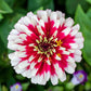 100 ICE QUEEN ZINNIA Elegans Bicolor Double Pink Red White Flower Seeds