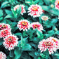 100 ICE QUEEN ZINNIA Elegans Bicolor Double Pink Red White Flower Seeds