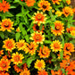 50 SOMBRERO ZINNIA Elegans Mexican Zinnia Haageana Orange Red Yellow Bicolor Flower Seeds